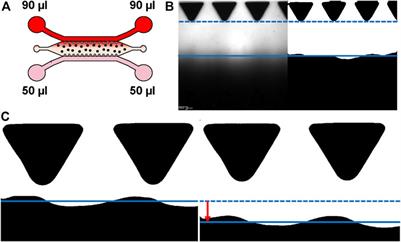 Vasculogenic Potency of Bone Marrow- and Adipose Tissue-Derived Mesenchymal Stem/Stromal Cells Results in Differing Vascular Network Phenotypes in a Microfluidic Chip